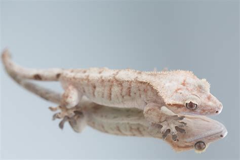 Crested Gecko Morphs | Fringemorphs