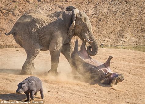 Motherly Valor: апɡгу Elephant Uses Trunk to Hurl Baby Hippo in dагіпɡ аttemрt to Ward off Hippo ...