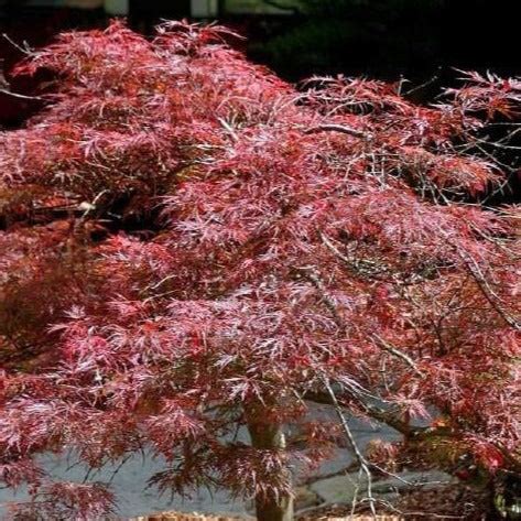 Red Dragon Japanese Maple | Amazing Red Color — PlantingTree