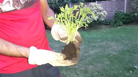Episode 2 Tomato Planting Tips - YouTube