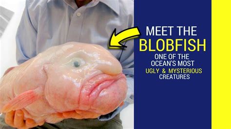 Blobfish Facts For Kids | Kids Matttroy