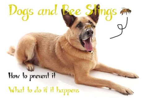 Bee Careful: Everything You Need To Know About Dog Bee Stings | BeChewy