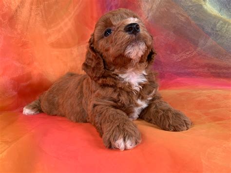 Dark Red Mini Goldendoodle Breeders In Iowa, Puppies Available Now!