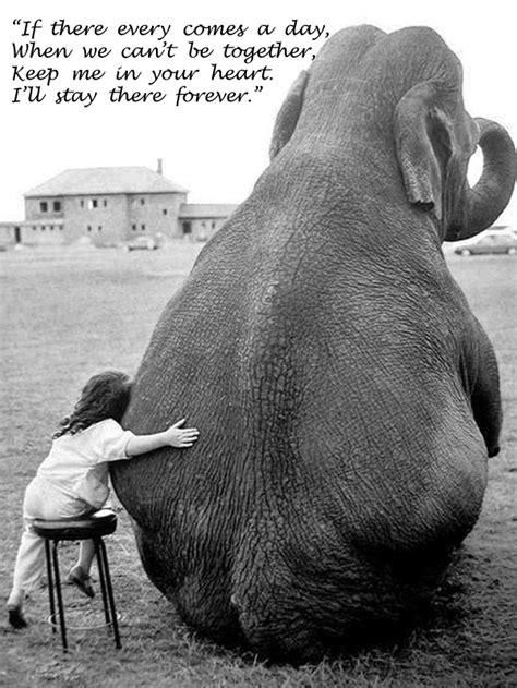 Elephant Love Quotes. QuotesGram