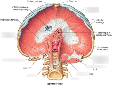 Unit 27: Diaphragm Diagram | Quizlet