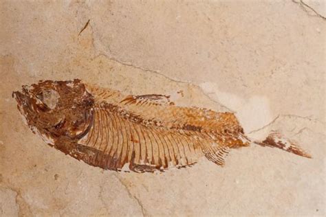 The Oldest Complete Fish Fossil was Discovered Thanks to Kung Fu | Nature and Wildlife | Discovery