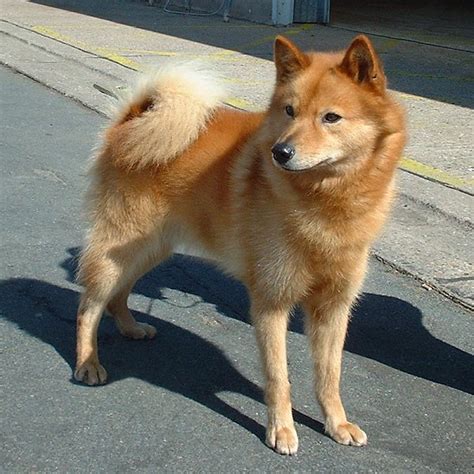 File:Finnish Spitz 600.jpg - Wikipedia