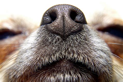 The Dog Nose All: The Power of A Dog’s Nose - Oakland Veterinary Referral Services | Oakland ...