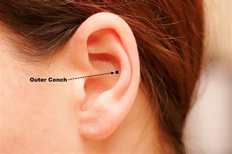 Conch Piercing: From History To Healing Jewelry Guide, 43% OFF