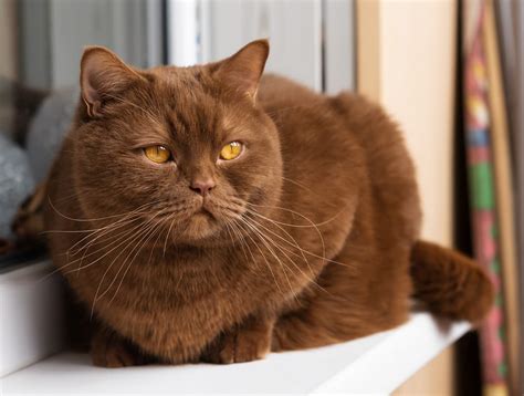 Are Brown Cats Rare? | Poultry Care Sunday