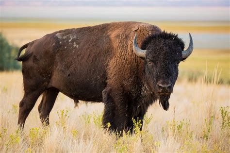 Bison Vs Buffalo | Learn The Difference | Buffalo Billfold Company