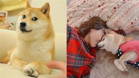 Viral meme Shiba Inu dog is suffering from leukemia