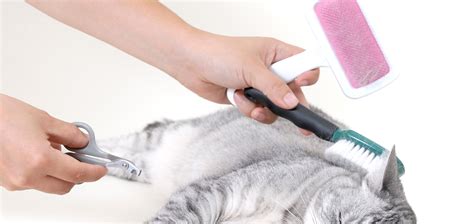 cat-grooming-mixed-tools – Cats in the City