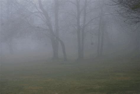 Fog GIF - Find & Share on GIPHY