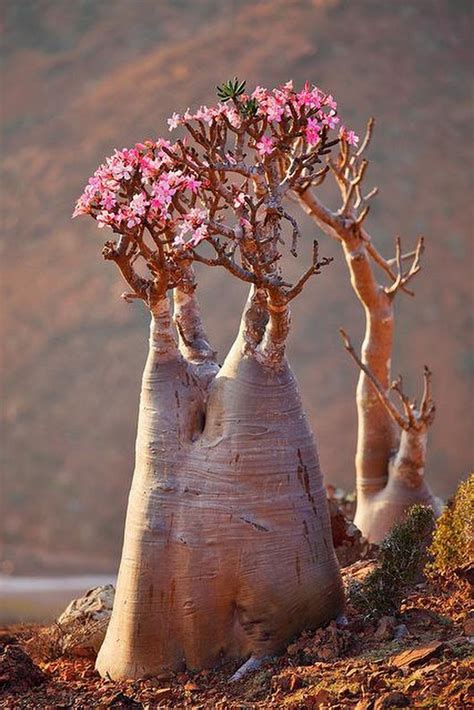 Sign in | Weird plants, Desert flowers, Plants