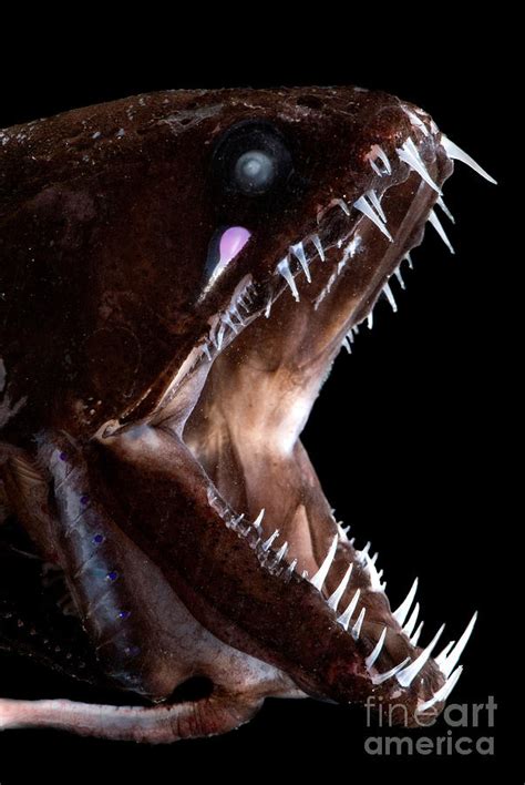 Dragonfish Mouth Photograph by Danté Fenolio - Fine Art America