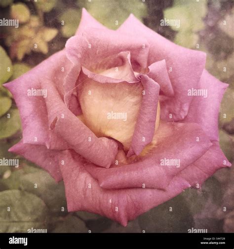 Blush Pink Garden Rose Stock Photo - Alamy