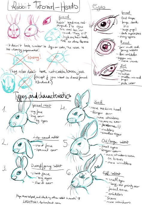 Rabbit Drawing tutorial pt1 - Characteristics by LadyFiszi on DeviantArt