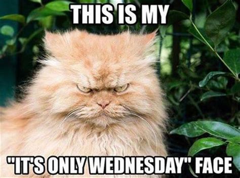 This is my "It's only Wednesday" face -- Grumpy cat :: Wednesday :: MyNiceProfile.com