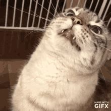 Cat Derp GIF - Cat Derp Wot - Discover & Share GIFs