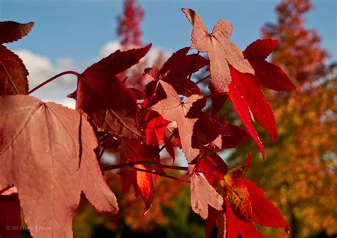 Day 310 :: 365 ..::.. Fall colors, Blue sky | Fall colors ag… | Flickr