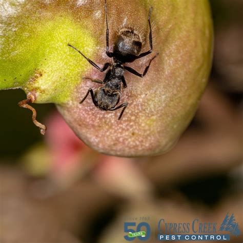 Everything You Need To Know About Odorous House Ants | Ant Control Experts