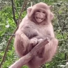 Chimp Smiling GIFs | Tenor