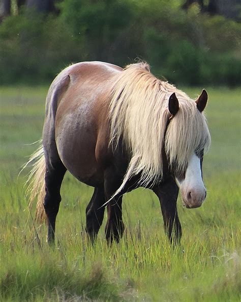 Horse Names: Chincoteague Ponies