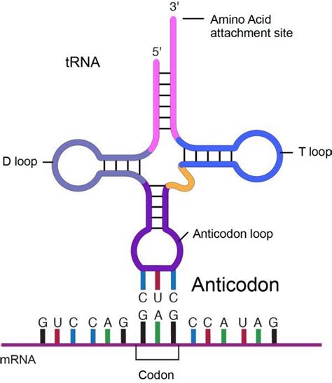 molecular biology - Orientations of codon and anticodon - Biology Stack Exchange