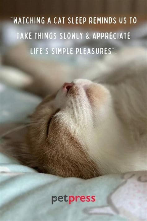 70+ Purr-fect Sleeping Cat Quotes That Will Melt Your Heart