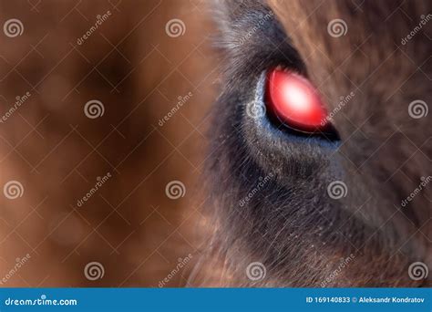 Why Do Dogs Eyes Glow Red