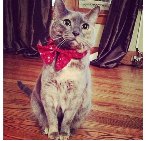 The 20 Best Pictures Of Cats In Bow Ties | Cool pictures, Cats, Hipster cat