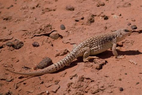 Desert Animals With Names