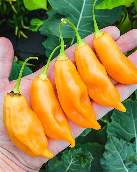 33 Best Types of Pepper Plants to Grow [with photos] - Urban Farm and Kitchen