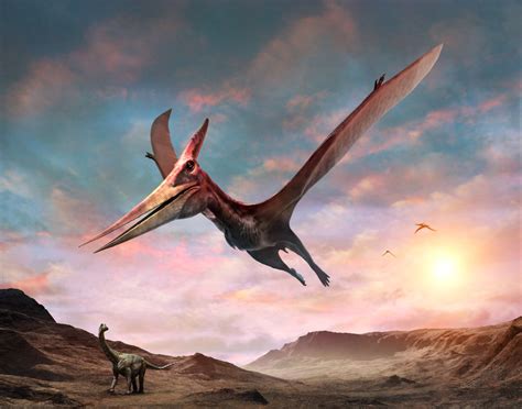 All About the Pteranodon: The Toothless Wing – Gage Beasley