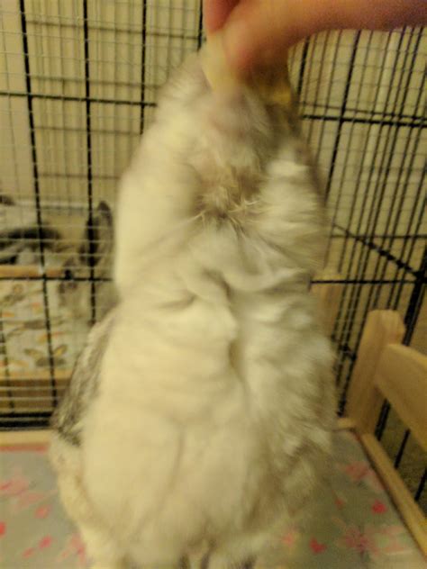 Is this normal for a rabbit's chin scent gland? : r/Rabbits