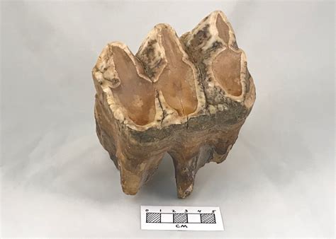 Fossil Mastodon Tooth - Silver River Museum