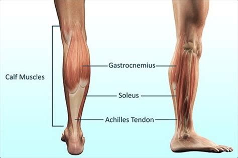 Gastrocnemius Muscle Stretch