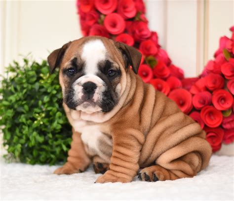 English Bulldog Studs | Lancaster Puppies