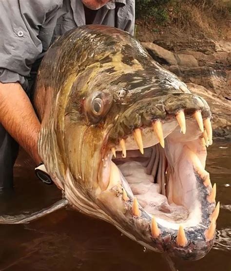 Dangerous Goliath Tigerfish Lurking In The Freshwaters | The Predatory Fish That Even Attacks ...