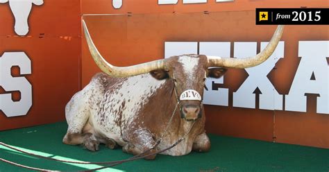 Longhorns Mascot Bevo has Died | The Texas Tribune