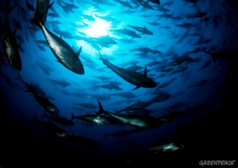 ENDANGERED SPECIES SPOTLIGHT: Southern Bluefin Tuna Facts