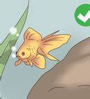 How to Change the Water in a Fish Bowl: 14 Steps (with Pictures)