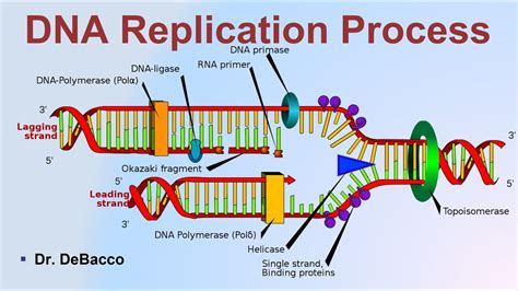 DNA Replication Process - YouTube