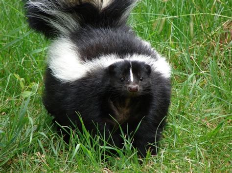 Skunks | Animal Trackers Wildlife Company