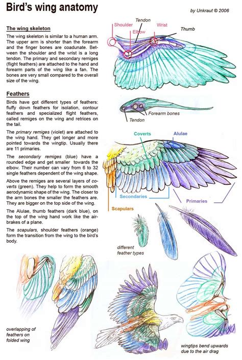 Fuck-ton of Anatomy References: Reborn • An appreciative fuck-ton of bird wing references.