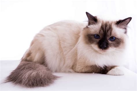 Burmese Cat Breeders New York | Kittens & Cats for Sale