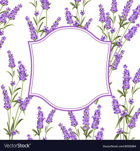 The Lavender frame line. Bunch of lavender flowers on a white background. Vector illustration ...