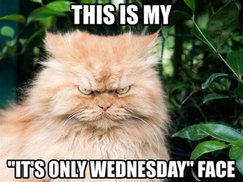 15 Funny Wednesday Memes to Make Your Hump Day a Little Better