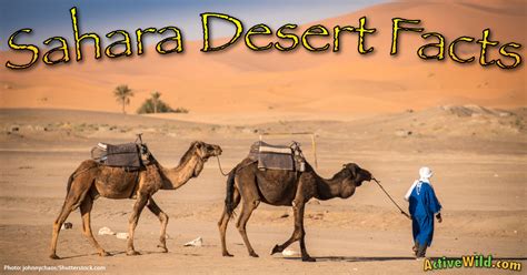 Sahara Desert Facts, Pictures: Discover The World's Largest Desert